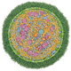 Mycoplasma mycoides